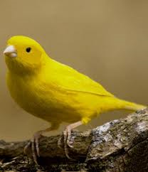 Canarino domestico giallo
